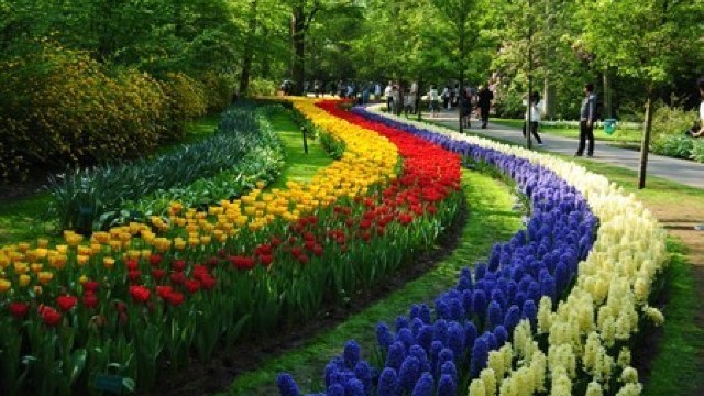 DOCUMENTAR: Parcul Keukenhof – cel mai impresionant paradis floral din lume