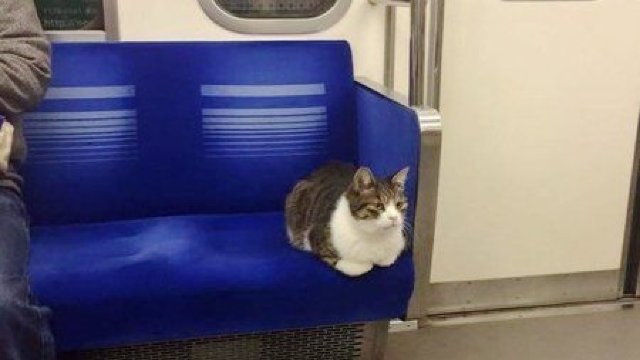 O pisică se plimbă de trei ani cu metroul din Tokyo