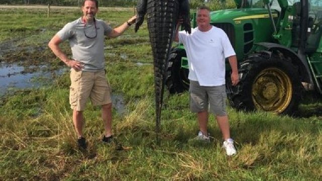 Un aligator uriaș, care mânca vite, a fost ucis în Florida 