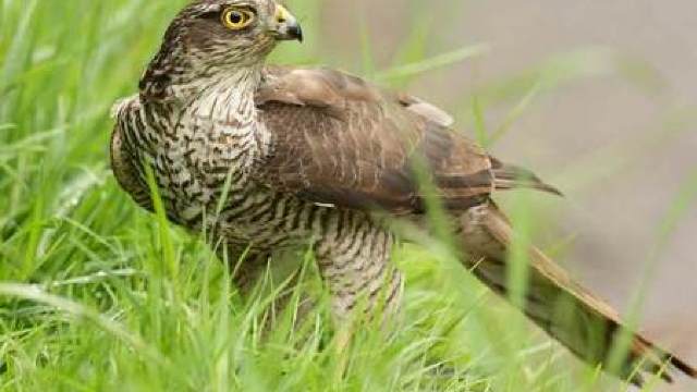 O nouă pasăre cuibăritoare în R. Moldova – uliul cu picioare scurte