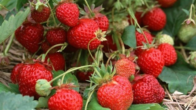 Căpșunile – complex de vitamine și minerale