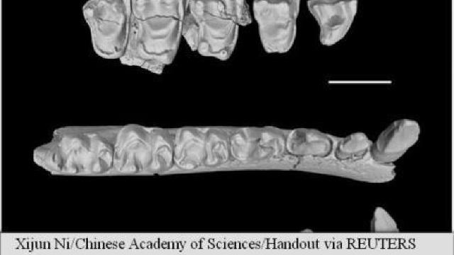 STUDIU: Fosile de primate descoperite în China clarifică un moment-cheie din evoluția speciei