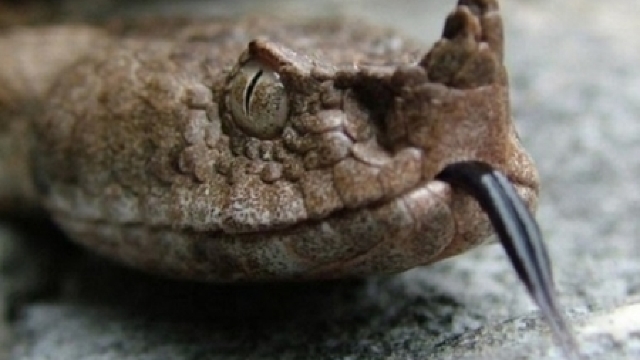 Specie unică de reptile la rezervația ”Dealul lui Dmnezeu”