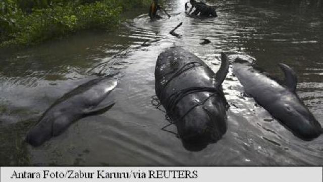 Indonezia: 32 de balene-pilot au eșuat pe o plajă din Java, dintre care opt au murit