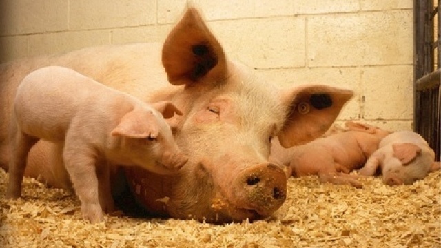 Focar de pestă porcină africană, confirmat în Republica Moldova