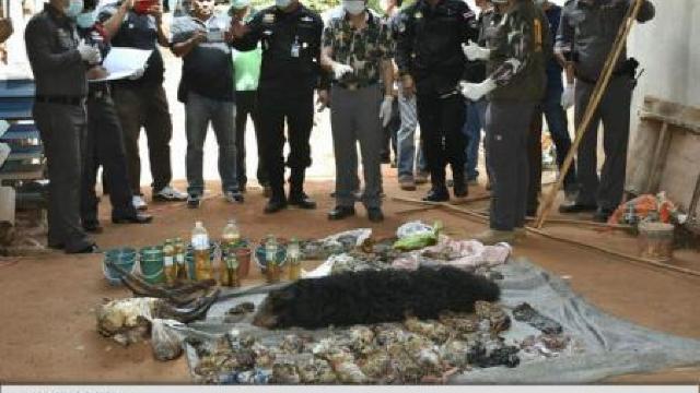 Thailanda: Zeci de cadavre de pui de tigru, descoperite în 