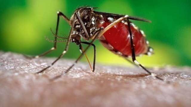 Un copil român a fost contaminat cu Zika