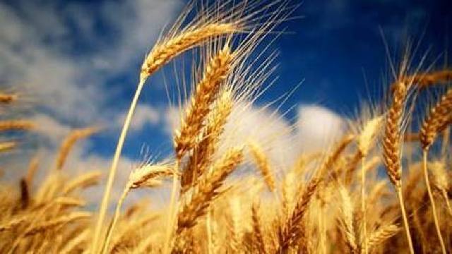 România a dat peste cap prețul grâului