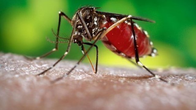 VIRUSUL ZIKA Femelele de țânțari pot transmite infecția descendenților