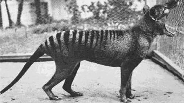 Tigrul de Tasmania, animal dispărut în 1936, va fi clonat 