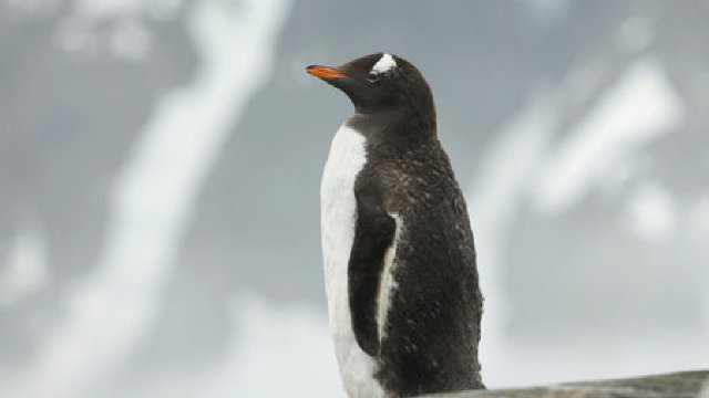 Un pinguin a fost înaintat la gradul de brigadier al Gărzii norvegiene