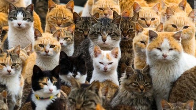 Astăzi este ziua internațională a pisicii