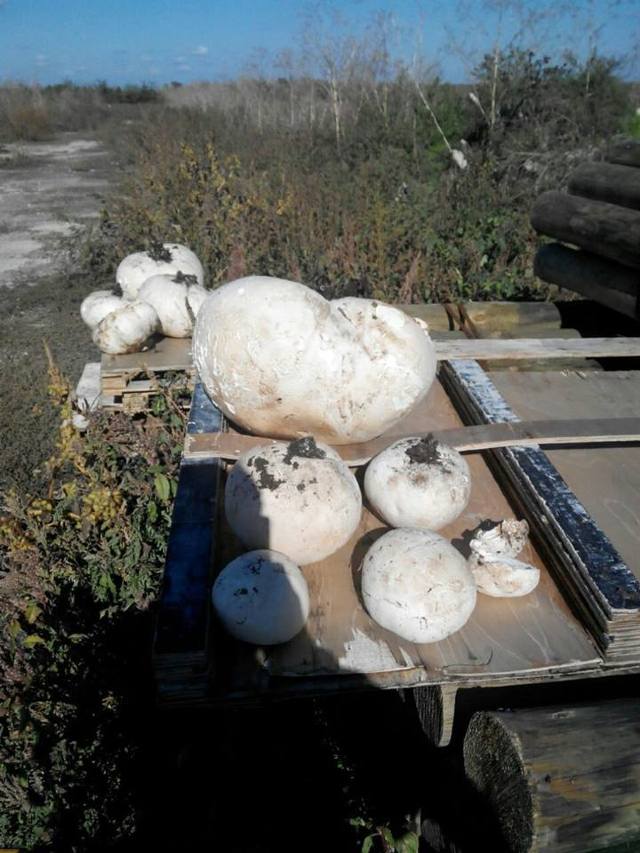 FOTO | Ciupercă de 20 de kg, descoperită în satul Palanca