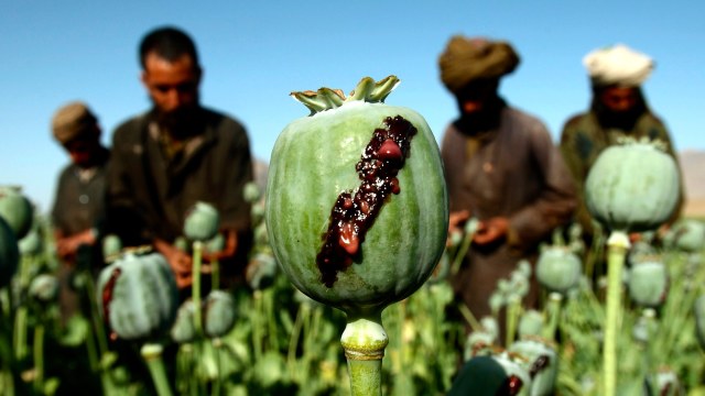 ONU | În Afganistan, culturile de mac pentru producția de opiu au crescut cu 10%