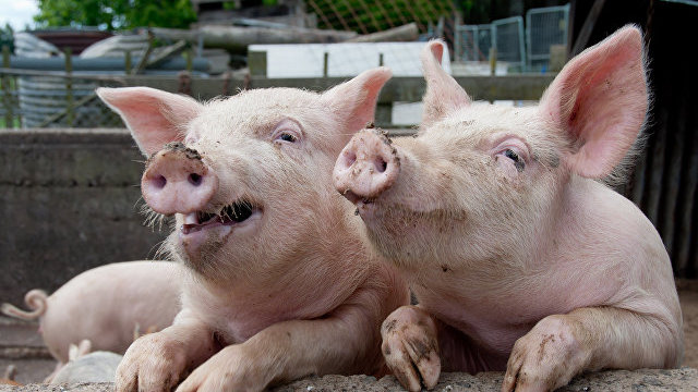 Rosselhoznadzor dictează STOP importurilor de porci și carne de porc din Republica Moldova