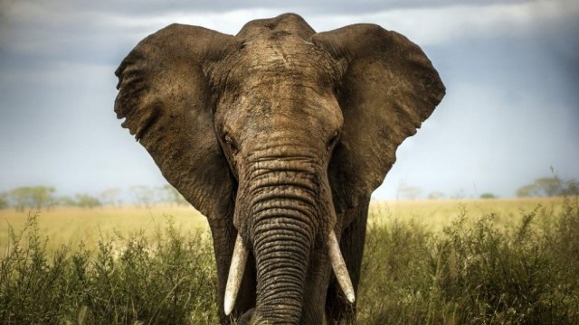 VIDEO | Un elefant a salvat un om de la înec