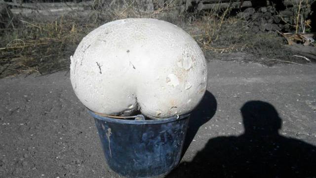FOTO | Ciupercă de 20 de kg, descoperită în satul Palanca