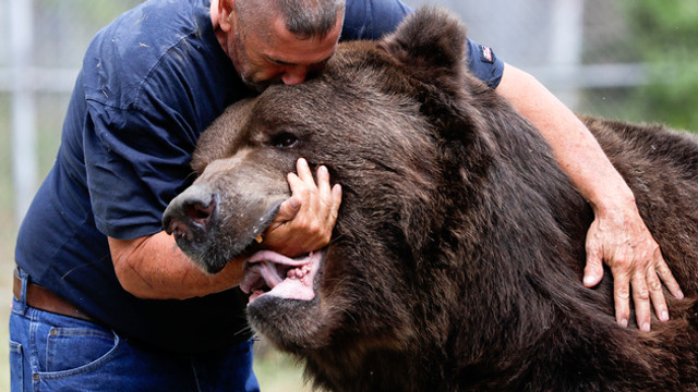 VIDEO | Imagini inedite: Urșii, parteneri de joacă 