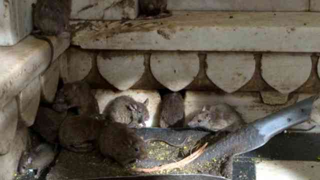 Jakarta, orașul în care primești căte 1,5 dolari americani pentru un șobolan