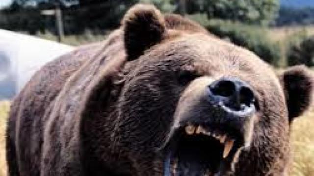 Un urs de mari dimensiuni, împușcat aproape de centrul Sibiului