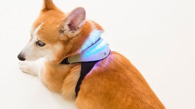 VIDEO | Zgarda care își schimbă culoarea în funcție de emoțiile câinilor