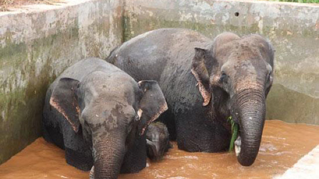 VIDEO | O familie de elefanți, salvată cu elicoptere și excavatoare dintr-un rezervor de apă din China 