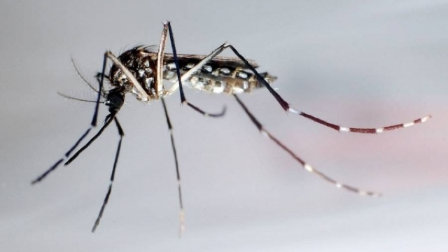 Organizația Mondială a Sănătății | Virusul Zika nu mai este o urgență globală