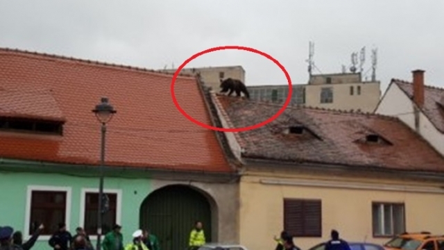 VIDEO | Anchetă în cazul împușcării mortale a ursului din Sibiu