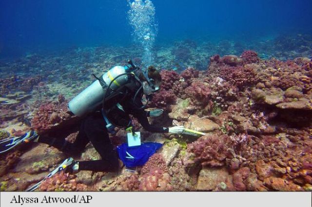 Cea mai mare extincție a coralilor din istorie