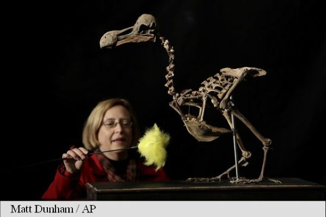 FOTO | Un schelet de pasăre dodo, unic și aproape complet, ar putea fi vândut la o licitație cu 500.000 de lire