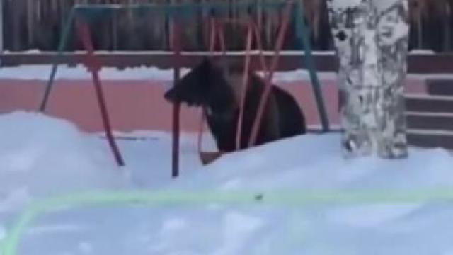 VIDEO | Un pui de urs brun a ''testat'' facilitățile unui parc dintr-un oraș siberian 