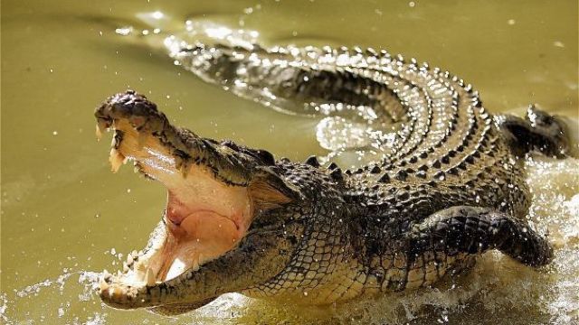 Un turist danez a supraviețuit după ce a fost atacat de un crocodin de 2,5 metri