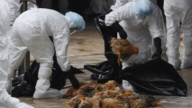 Focar de gripă aviară în Japonia | Aproximativ 80.000 de păsări au fost sacrificate
