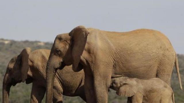 Tot mai mulți elefanți se nasc fără colți din cauza braconajului