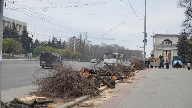 Chișinău | 250 de copaci de pe bulevardul Ștefan cel Mare vor fi defrișați