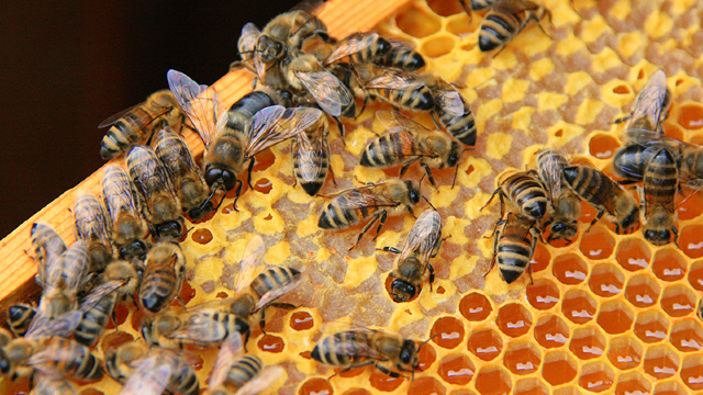 Statele UE sprijină interdicția pesticidelor dăunătoare pentru albini