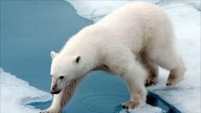 Numărul urșilor polari ar putea să scadă din cauza topirii gheții marine