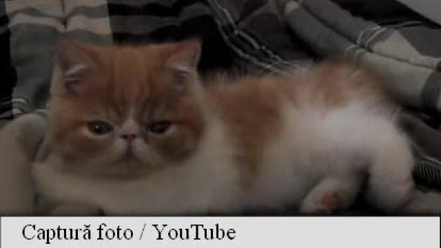 ANIMALE DE COMPANIE | Pisica exotică cu păr scurt (Exotic Shorthair)