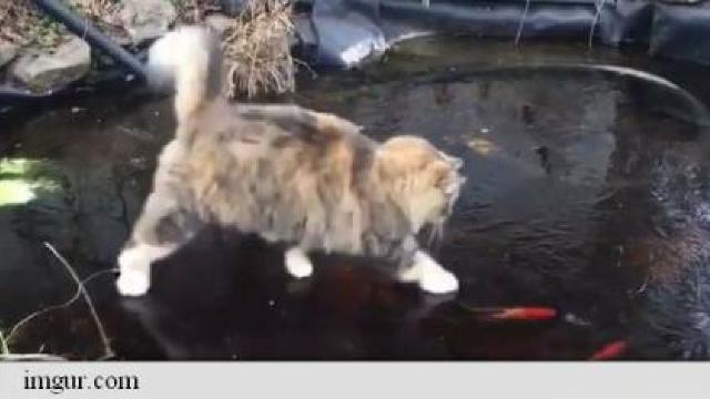 Un filmuleț cu o pisică care încearcă să prindă disperată 2 peștișori a devenit viral pe rețelele de socializare