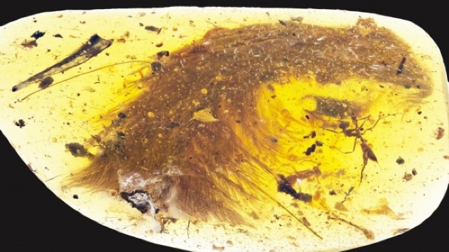 O coadă de dinozaur cu pene, descoperită într-un fragment de chihlimbar