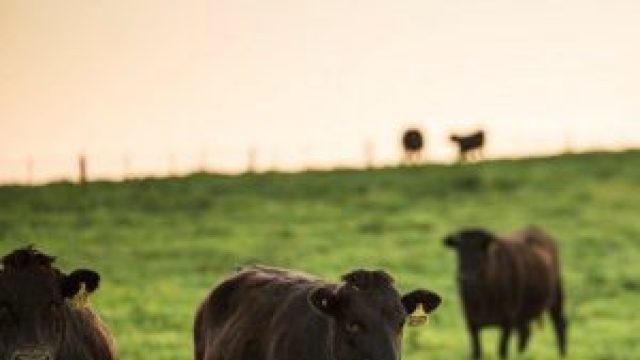 Bovinele de la o fermă din Australia sunt hrănite cu ciocolată
