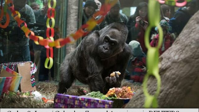 Prima gorilă născută în captivitate a murit într-un parc zoo din SUA la 60 de ani