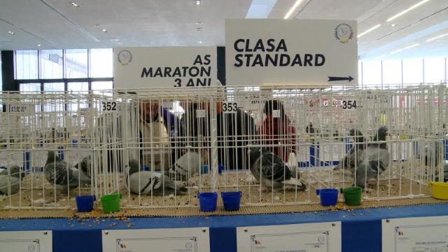 Porumbei la preț de mașinã, într-o expoziție la Oradea
