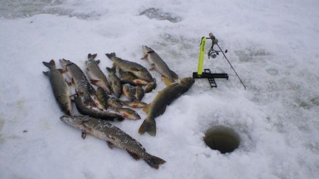 Nistru/ Prut | Serviciul Piscicol de Stat atenționează amatorii pescuitului la copcă