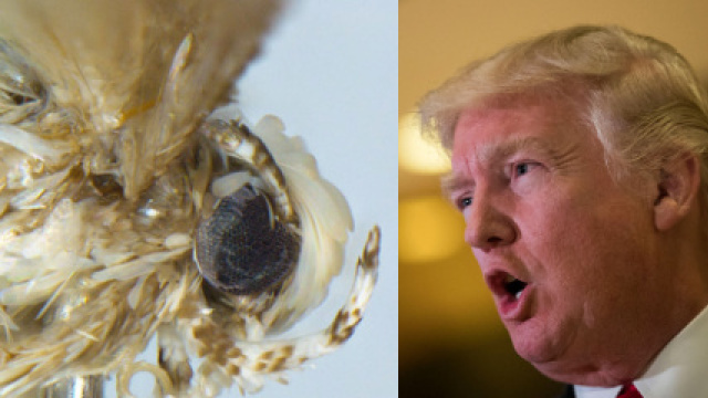 FOTO | O specie de molie va fi botezată după Donald Trump pentru coafura unică a acestuia