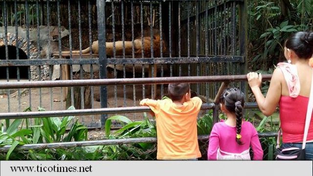 Singurul leu din Costa Rica a murit din cauza complicațiilor renale 