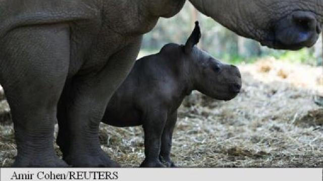 Un parc zoologic din Israel a anunțat nașterea rară în captivitate a unui rinocer alb