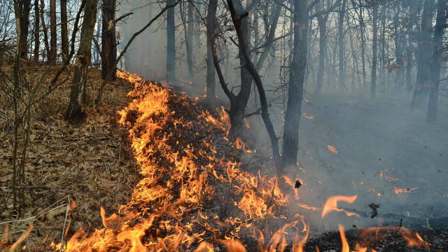 PREJUDICII estimate la 191 de mii de lei, ca urmare a incendiilor forestiere provocate de oameni 