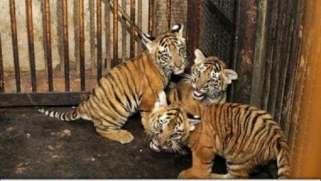 Trei pui de tigru rămași orfani în India cresc alături de o mamă din plastic