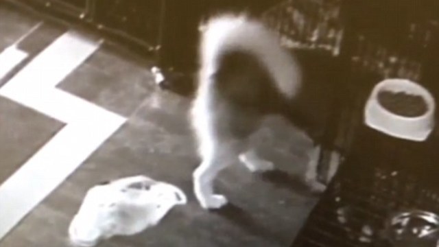 VIDEO | Un husky a scăpat din cușcă și a eliberat și celelalte animale dintr-o clinică veterinară din China